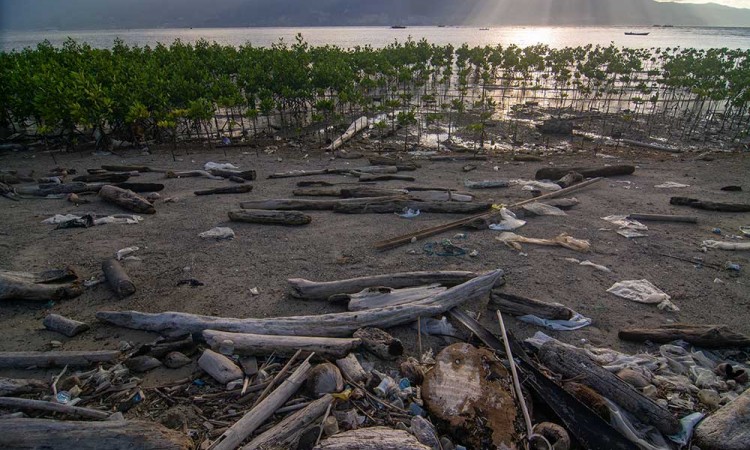 Sampah Kiriman Ancam Kawasan Konservasi Mangrove di Palu Sulawesi Tengah