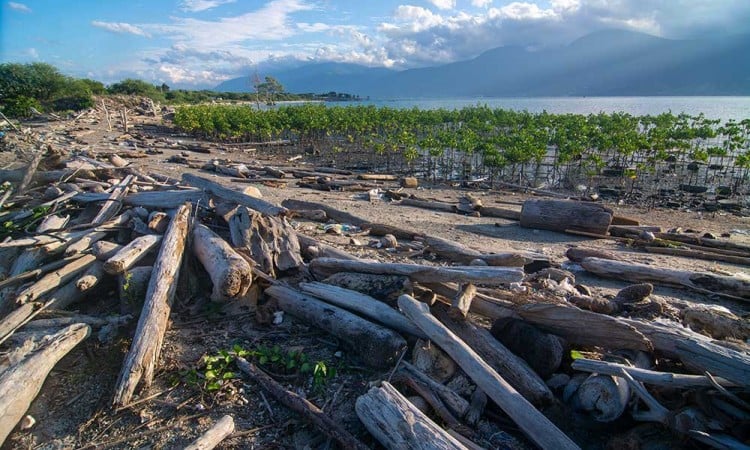 Sampah Kiriman Ancam Kawasan Konservasi Mangrove di Palu Sulawesi Tengah
