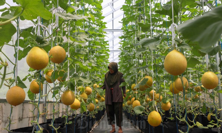 Green House Suara Hijau Farming di Jakarta Dikelola Untuk Pemberdayaan Perempuan Pemulung