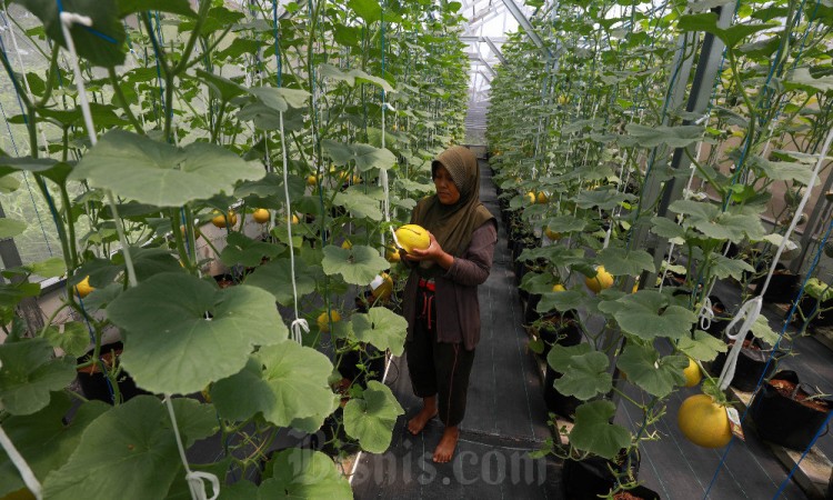 Green House Suara Hijau Farming di Jakarta Dikelola Untuk Pemberdayaan Perempuan Pemulung