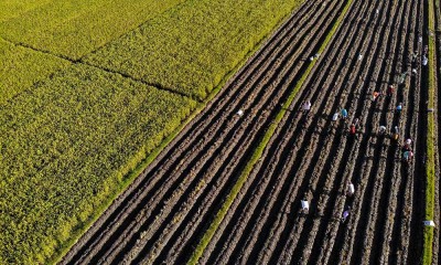 Memasuki Musim Kemarau, Petani Mulai Menanam Palawija