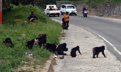 Kelompok Kera Hitam Sulawesi Berada di Tepi Jalan Jalur Trans Sulawesi