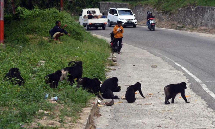 Kelompok Kera Hitam Sulawesi Berada di Tepi Jalan Jalur Trans Sulawesi