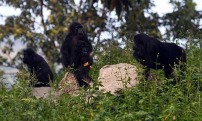 Kelompok Kera Hitam Sulawesi Berada di Tepi Jalan Jalur Trans Sulawesi