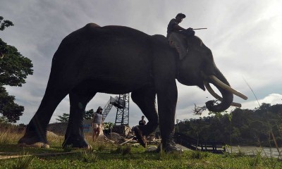 Taman Wisata Alam Seblat di Kabupaten Bengkulu Utara Bina 10 Gajah Jinak