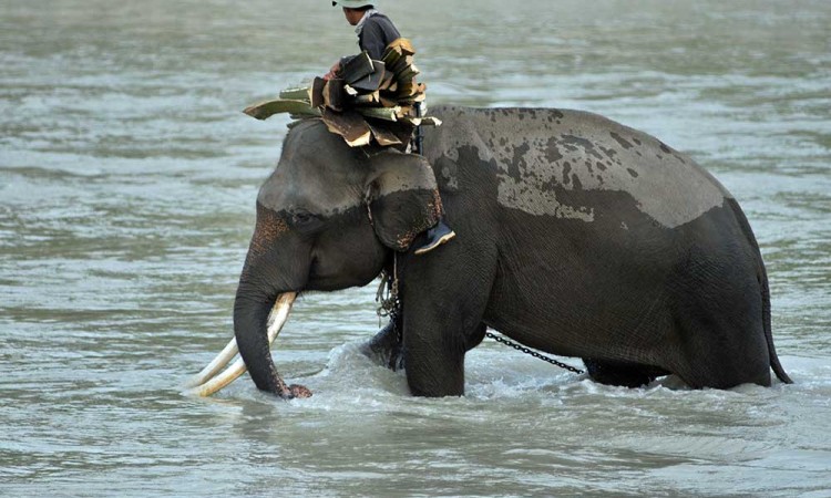 Taman Wisata Alam Seblat di Kabupaten Bengkulu Utara Bina 10 Gajah Jinak