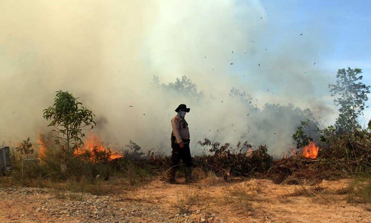 Ratusan Hektar Lahan Gambut di Riau Terbakar Sejak Dua Pekan Terakhir