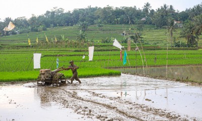 Penyaluran Kredit Usaha Rakyat (KUR) di Sektor Pertanian Paling Subur