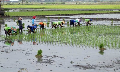 Kementan Dorong Percepatan Tanam Padi Kembali Setelah Panen