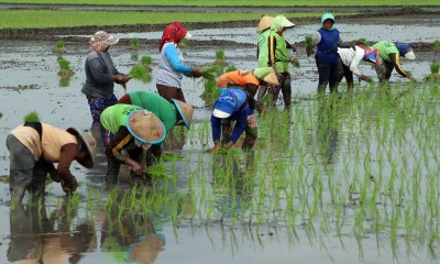 Kementan Dorong Percepatan Tanam Padi Kembali Setelah Panen