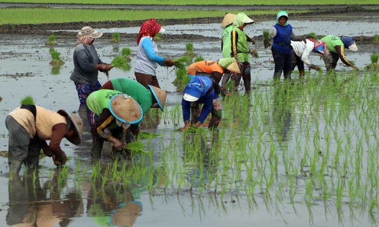 Kementan Dorong Percepatan Tanam Padi Kembali Setelah Panen