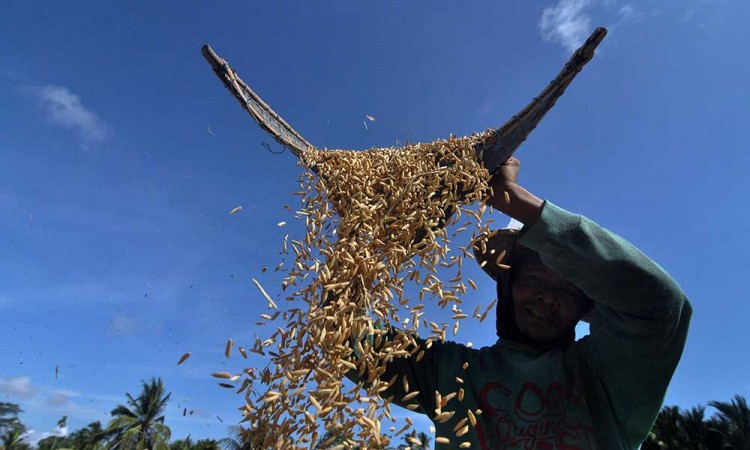 BPS Catat Kenaikan Harga Gabah Kering Panen di Tingkat Petani Sebesar 2,25 Persen