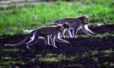 Populasi Monyet Ekor Panjang di Seluruh Dunia Menurun Hingga 40 Persen dan Terancam Punah