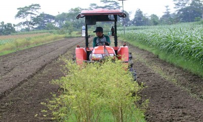 Petani Cabai di Kediri Gunakan Traktor Saat Panen