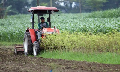 Petani Cabai di Kediri Gunakan Traktor Saat Panen