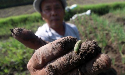 Tanaman Bawang Merah di Jawa Timur Diserang Hama Ulat Yang Sulit Dibasmi