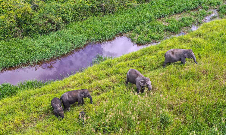 BKSDA Sumatra Selatan Mencatat Ada 237 Ekor Gajah di Kantong Habitat Sugihan-Simpang Heran