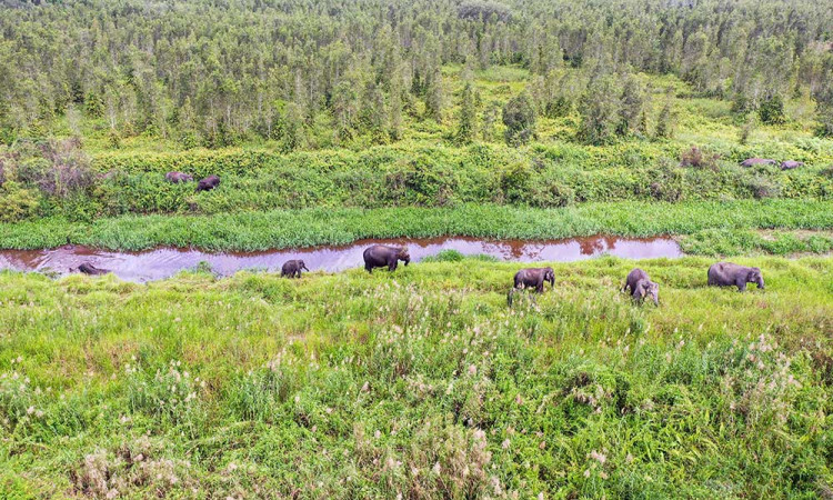 BKSDA Sumatra Selatan Mencatat Ada 237 Ekor Gajah di Kantong Habitat Sugihan-Simpang Heran