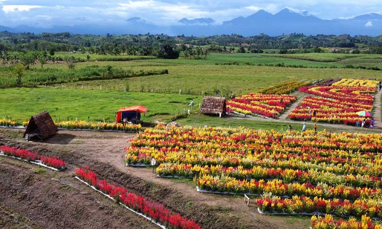 Indahnya Hamparan Bunga di Kawasan Wisata Bunga Celosia Gorontalo