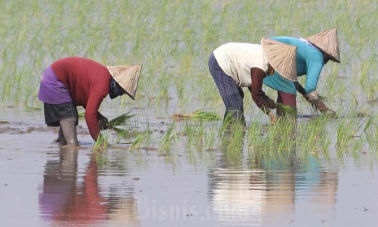 Penyaluran Benih Padi Gratis Untuk Petani