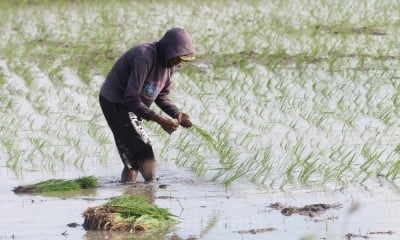 Penyaluran Benih Padi Gratis Untuk Petani