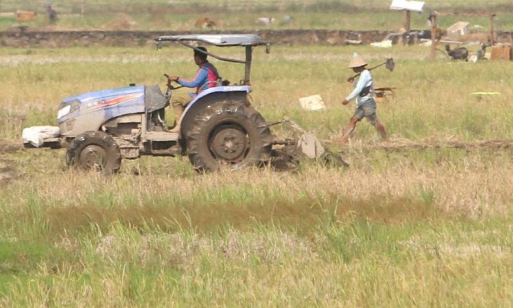 Penyaluran Benih Padi Gratis Untuk Petani