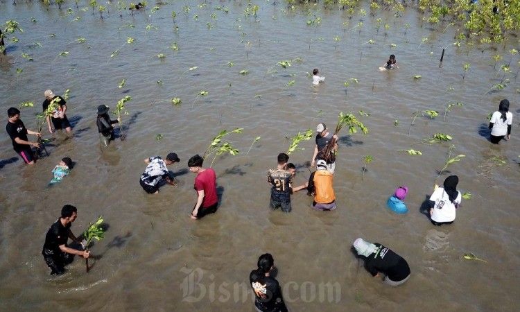 Cegah Abrasi, Pegiat Lingkungan Tanam Ribuan Mangrove