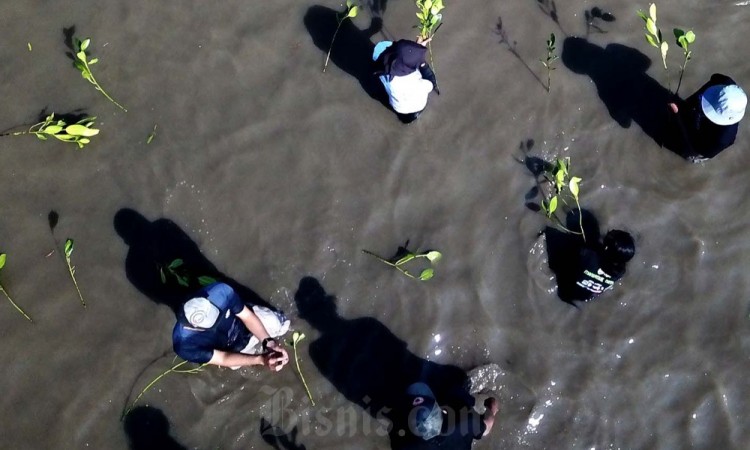 Cegah Abrasi, Pegiat Lingkungan Tanam Ribuan Mangrove