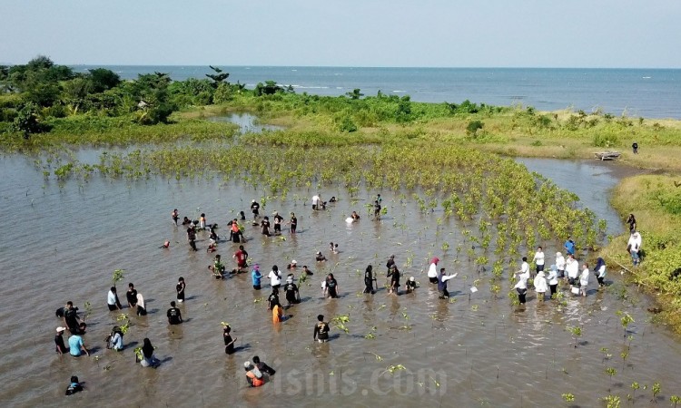 Cegah Abrasi, Pegiat Lingkungan Tanam Ribuan Mangrove