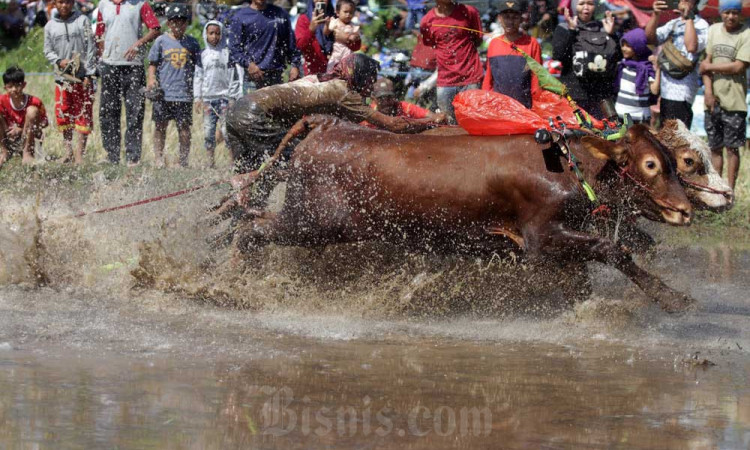 Keseruan Karapan Sapi Brujul Probolinggo