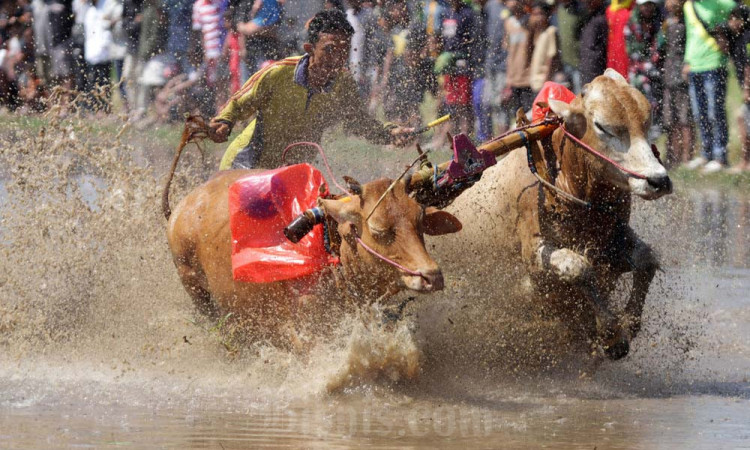 Keseruan Karapan Sapi Brujul Probolinggo