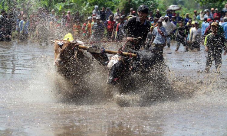 Keseruan Karapan Sapi Brujul Probolinggo