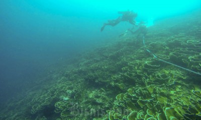 Transpalasi Terumbu Karang di Padang