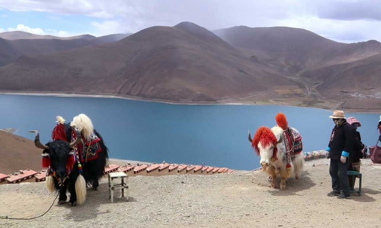 Keindahan Danau Suci Yamdrok di Puncak Pegunungan Tibet 