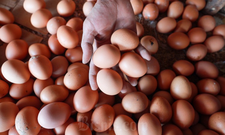 Harga Telur Ayam Melanjutkan Tren Kenaikan di Tingkat Pedagang Eceran