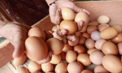 Harga Telur Ayam Melanjutkan Tren Kenaikan di Tingkat Pedagang Eceran