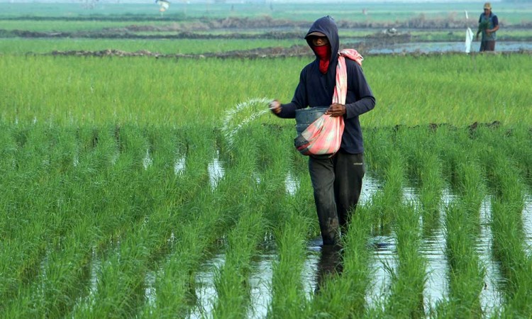 Penyaluran Bantuan Pupuk dan Benih Untuk Petani Telah Mencapai Rp274,4 Miliar
