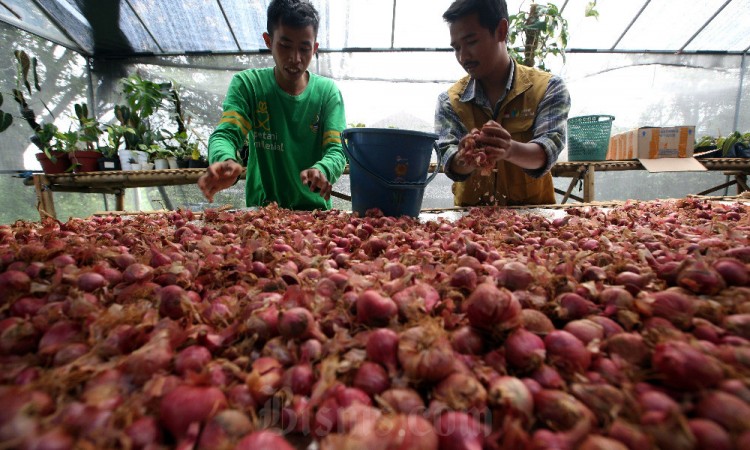 Petani Milenial Jawa Barat Lakukan Terobosan Pergeseran Dengan Memproduksi Bawang Merah