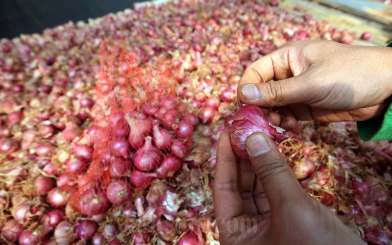 Peserta Petani Milenial Jawa Barat mengemas bawang merah hasil panen di UPTD Balai Pengembangan Benih Hortikultura & Aneka Tanaman Pasir Banteng, Jatinangor, Kabupaten Sumedang, Jawa Barat, Rabu (24/5/2023). Sebagai upaya mitigasi risiko dalam proses bisnis pertanian, para Petani Milenial kelompok komoditas tanaman hias melakukan terobosan pergeseran atau shifting dengan memproduksi bawang merah. Selain, melihat potensi kebutuhan komoditas tersebut yang tinggi, langkah solutif tersebut juga memberi warna baru dalam strategi bertahan di bisnis pertanian. Ilmu penanaman bawang merah pun mereka dapat dari Petani Milenial lain yang sudah sukses di bidang tersebut. Bisnis/Rachman