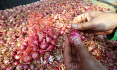 Petani Milenial Jawa Barat Lakukan Terobosan Pergeseran Dengan Memproduksi Bawang Merah