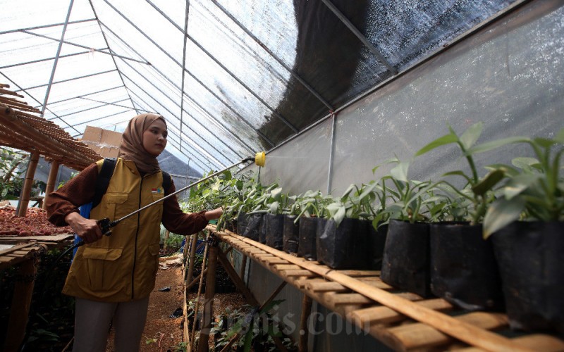 Petani Milenial Qisthy Arinal Haq melakukan perawatan rutin pada tanaman hias di UPTD Balai Pengembangan Benih Hortikultura & Aneka Tanaman Pasir Banteng, Jatinangor, Kabupaten Sumedang, Jawa Barat, Rabu (24/5/2023). Berkaca pada sejumlah kekurangan di batch 1, Pemerintah Provinsi Jawa Barat melakukan sejumlah pembaharuan pada program Petani Milenial batch 2 2023, salah satunya membuat dashboard [sistem online]. Lewat aplikasi, para peserta bisa melaporkan perkembangan dan kendala dalam produksi, hal ini makin memudahkan organisasi perangkat daerah (OPD) pendamping dalam memantau kebutuhan dan aktivitas peserta. Bisnis/Rachman
