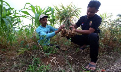 Petani Melenial Majalengka Penuhi Permintaan Ekspor Jahe