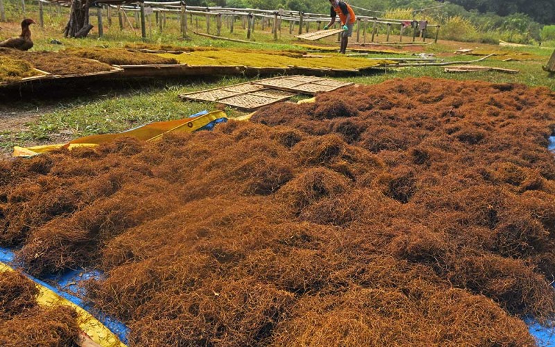Pekerja menjemur daun talas beneng (Colocasia esculentum) yang sudah dirajang untuk dijadikan tembakau alternatif di sentra produksi Unitalas di Serang, Banten, Kamis (25/5/2023). Menurut pemilik usaha tersebut, dalam sebulan mereka bisa memproduksi tujuh ton hingga 10 ton tembakau daun talas yang dijual seharga Rp50 ribu per kilogram dan dipasarkan ke sejumlah daerah di kawasan Jabodetabek, Jawa Tengah dan Jawa Timur. ANTARA FOTO/Asep Fathulrahman