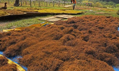 Petani di Banten Mengolah Daun Talas Beneng Menjadi Tembakau Alternatif 
