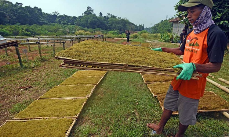 Petani di Banten Mengolah Daun Talas Beneng Menjadi Tembakau Alternatif 