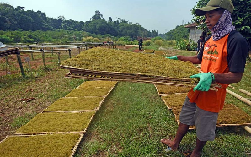 Pekerja menjemur daun talas beneng (Colocasia esculentum) yang sudah dirajang untuk dijadikan tembakau alternatif di sentra produksi Unitalas di Serang, Banten, Kamis (25/5/2023). Menurut pemilik usaha tersebut, dalam sebulan mereka bisa memproduksi tujuh ton hingga 10 ton tembakau daun talas yang dijual seharga Rp50 ribu per kilogram dan dipasarkan ke sejumlah daerah di kawasan Jabodetabek, Jawa Tengah dan Jawa Timur. ANTARA FOTO/Asep Fathulrahman