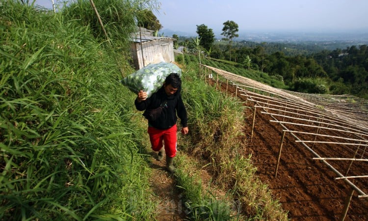 Petani Melenial Asal Ngamprah Produksi Komoditas Premium