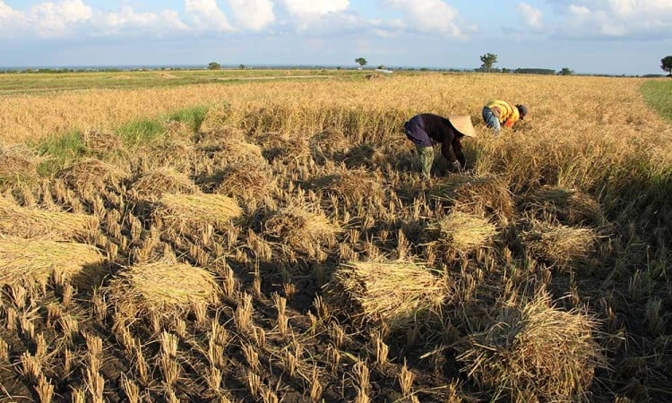 Masuk Musim Kemarau, Petani di Sulawesi Selatan Panen Padi Terakhir Pada Tahun Ini