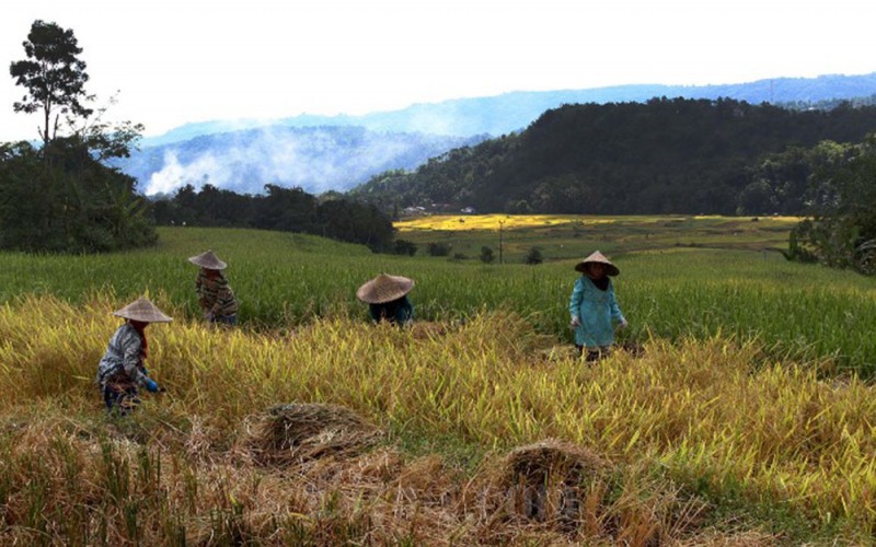 Petani memanen padi di Desa Jonjo Kabupaten Gowa, Sulawesi Selatan, Minggu (28/5/2023). Perum Bulog mencatat hingga minggu ketiga Mei 2023 pihaknya telah menyerap beras dalam negeri tahun ini sebanyak 500.000 ton. Bisnis/Paulus Tandi Bone