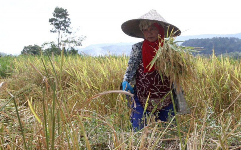 Petani memanen padi di Desa Jonjo Kabupaten Gowa, Sulawesi Selatan, Minggu (28/5/2023). Perum Bulog mencatat hingga minggu ketiga Mei 2023 pihaknya telah menyerap beras dalam negeri tahun ini sebanyak 500.000 ton. Bisnis/Paulus Tandi Bone